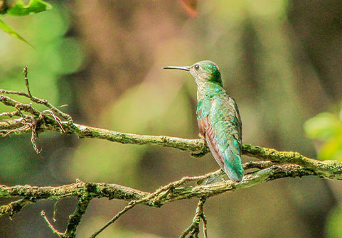 Belize Zoo and Monkey Bay Birding Tour