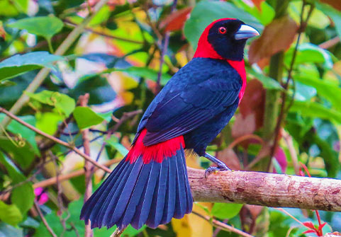 Birding Tours