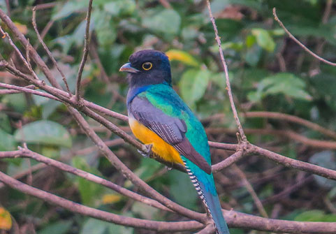 Black Rock and Macal River Birding Tour