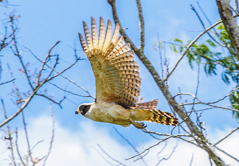 Belize Caves Branch Birding Tour