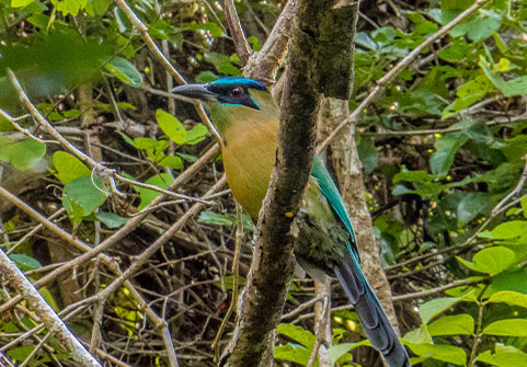 El Pilar Maya Forest Birding Tour