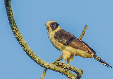 Laguna Aguacate and Spanish Lookout Area Birding Tour