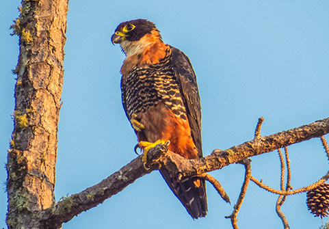 Mountain Pine Ridge and Bald Hills Birding Tour