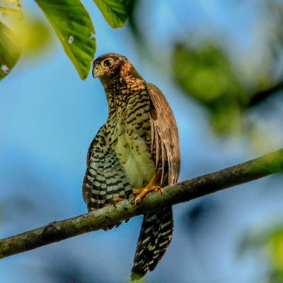 Caves Branch & Blue Hole Birding tour