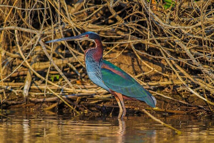 Wings of Belize