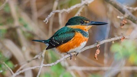 Wings of Belize