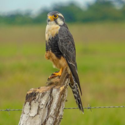 Laguna Aguacate & Spanish Lookout Area Birding Tour