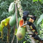 Belize Inland Blue Hole Birding Tour