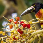 Belize Inland Blue Hole Birding Tour