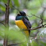 Belize Inland Blue Hole Birding Tour