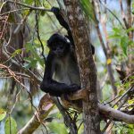 The Belize Zoo Tour