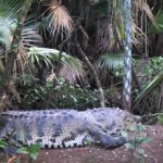 The Belize Zoo Tour