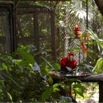 The Belize Zoo Tour