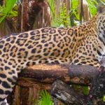 The Belize Zoo Tour