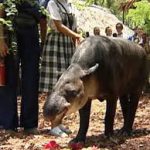 The Belize Zoo Tour