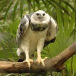 The Belize Zoo Tour