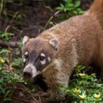 The Belize Zoo Tour