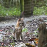 The Belize Zoo Tour