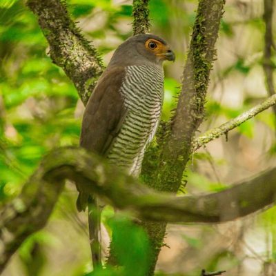 El Pilar Maya Forest Birding Tour