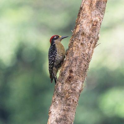 El Pilar Maya Forest Birding Tour