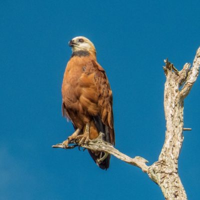 Crooked Tree Wildlife Sanctuary Birding Tour