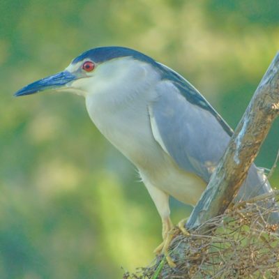 Laguna Aguacate & Spanish Lookout Area Birding Tour