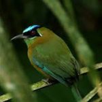 Cahal Pech Birdwatching Tour