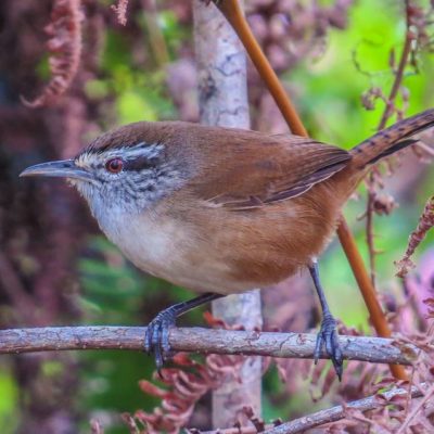 Mountain Pine Ridge and Bald Hills Birding Tour