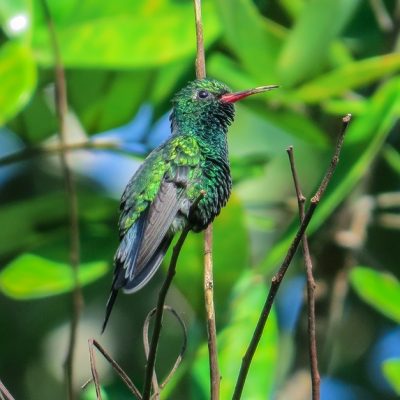 Belize Zoo Birding Tour