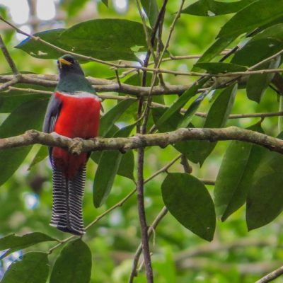 Black Rock and Macal River birding tour