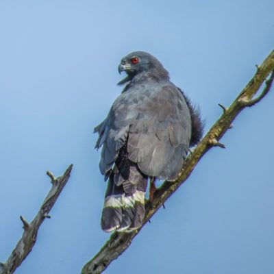 Crooked Tree Wildlife Sanctuary Birding Tour