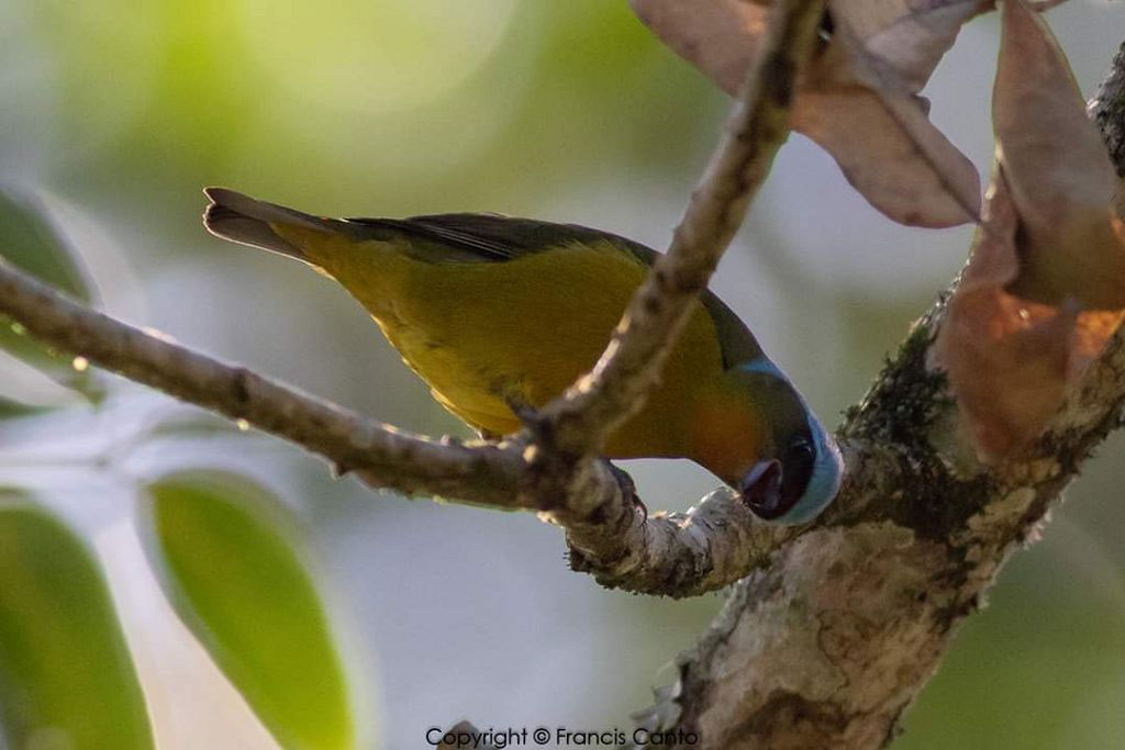 Wings of Belize