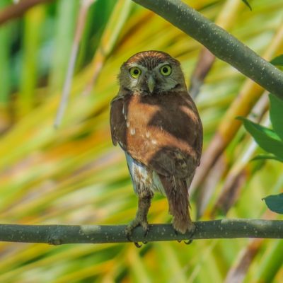 Belize Zoo Birding Tour