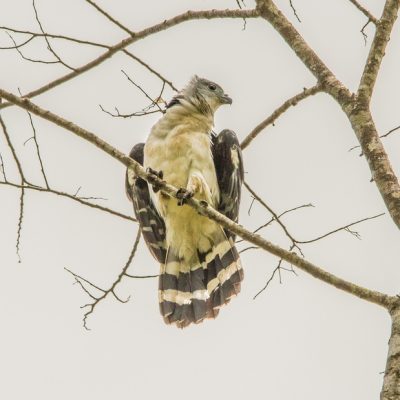 Laguna Aguacate & Spanish Lookout Area Birding Tour