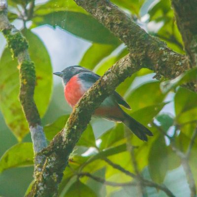 Belize Zoo Birding Tour