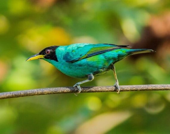 Wings of Belize