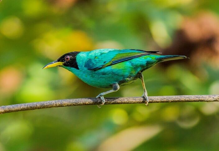 Wings of Belize