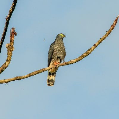 Black Rock and Macal River birding tour