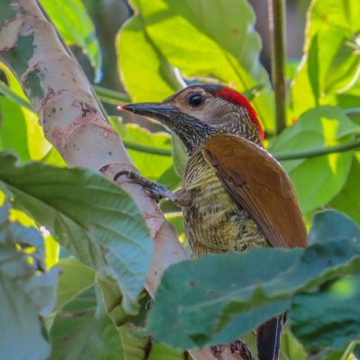 Caves Branch & Blue Hole Birding tour