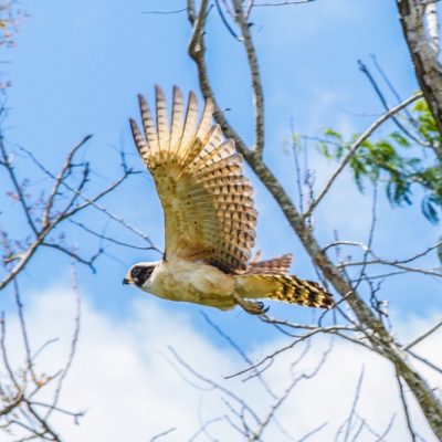 Caves Branch & Blue Hole Birding tour