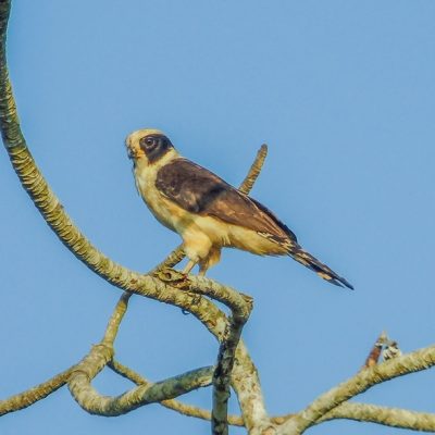 Laguna Aguacate & Spanish Lookout Area Birding Tour