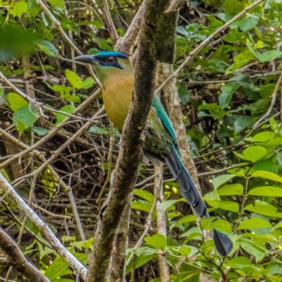 El Pilar Maya Forest Birding Tour