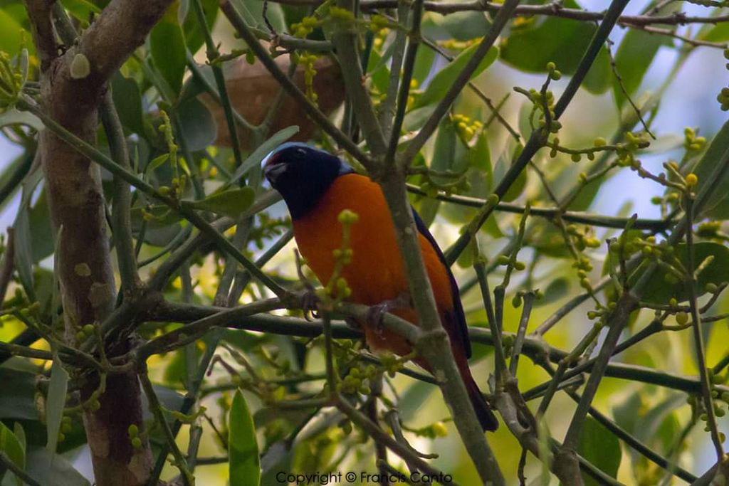 Wings of Belize