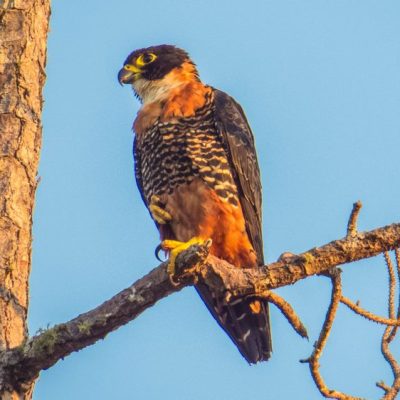 Mountain Pine Ridge and Bald Hills Birding Tour