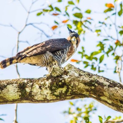 El Pilar Maya Forest Birding Tour