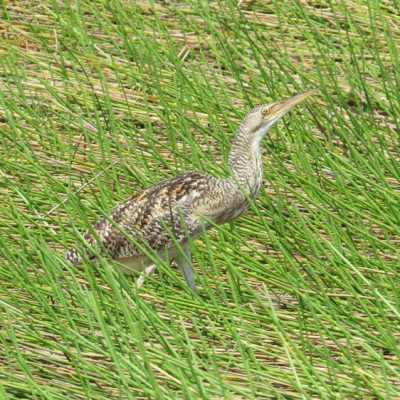 Crooked Tree Wildlife Sanctuary Birding Tour