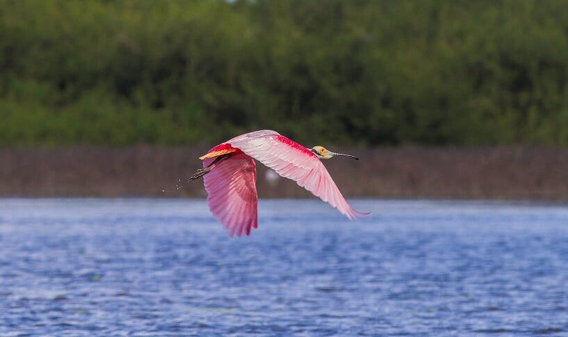 Wings of Belize