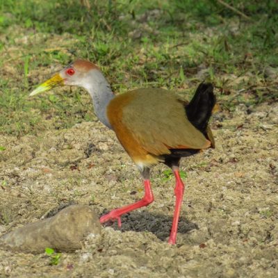 Belize Zoo Birding Tour