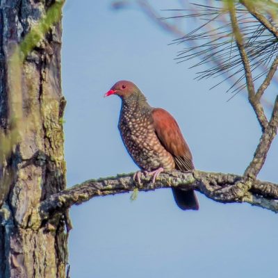 Mountain Pine Ridge and Bald Hills Birding Tour