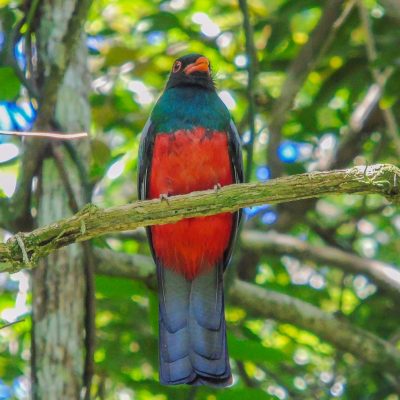 Laguna Aguacate & Spanish Lookout Area Birding Tour